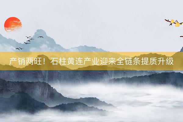 产销两旺！石柱黄连产业迎来全链条提质升级